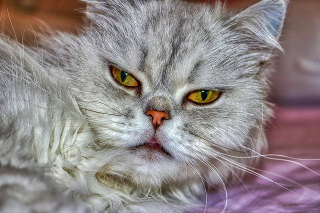 beautiful Persian cat with yellow eyes that looks irritated